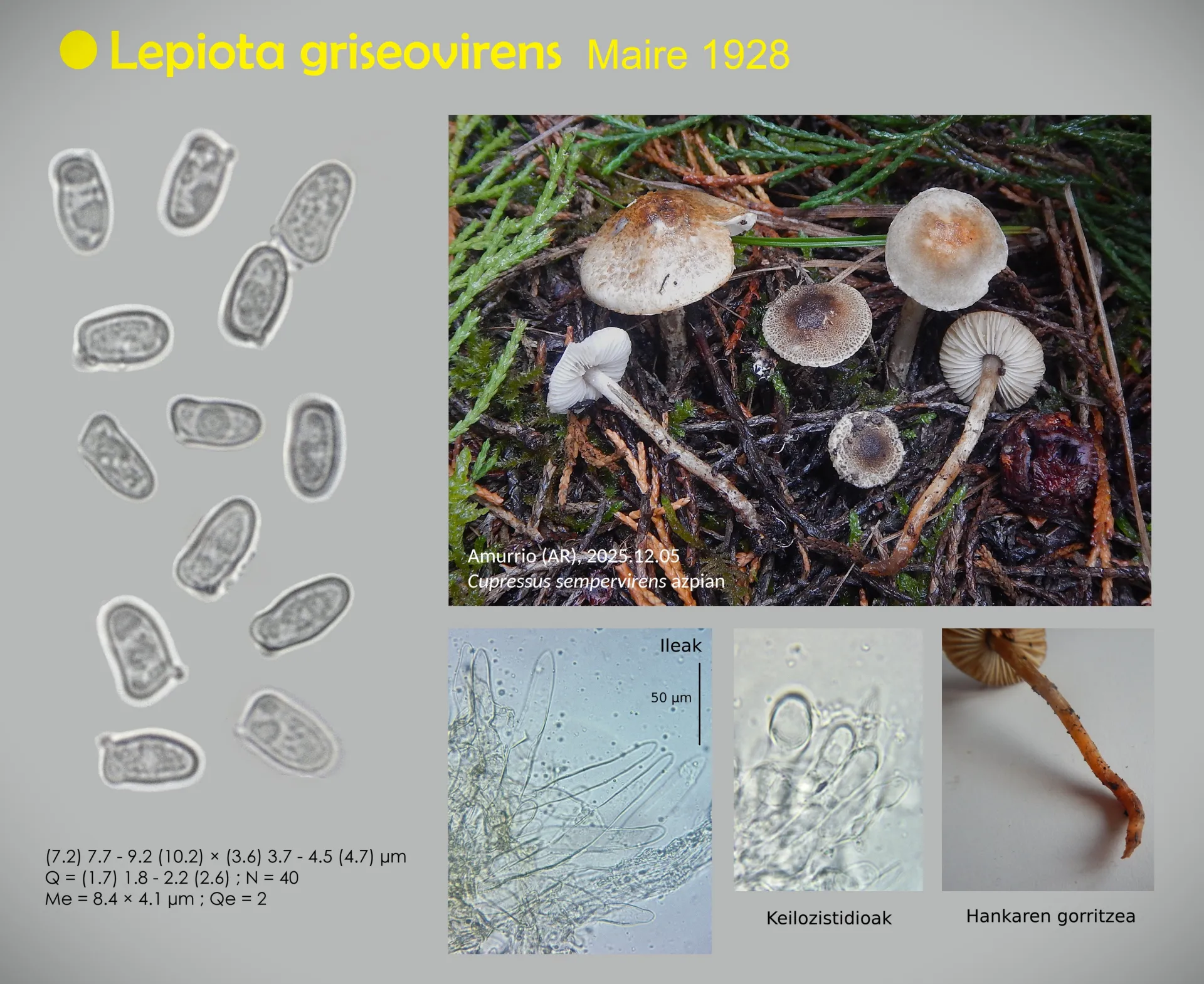 Microscopía de Lepiota griseovirens